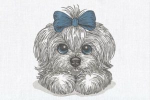 Cute Fluffy Puppy Maltese