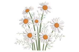Daisy Flowers