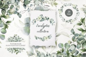 Eucalyptus Clipart. Watercolor Greenery