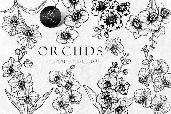 Orchid Flowers Line Art Svg
