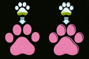 Alternative view of Paw Print Canva Frame Template Dog Bone