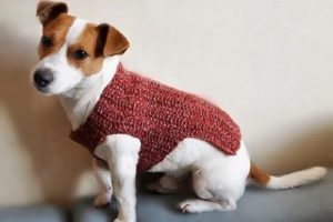 Rubby Dog Sweater