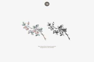 Alternative view of Vintage Rose Floral Clipart Set