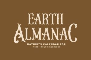 Alternative view of Agondav Font