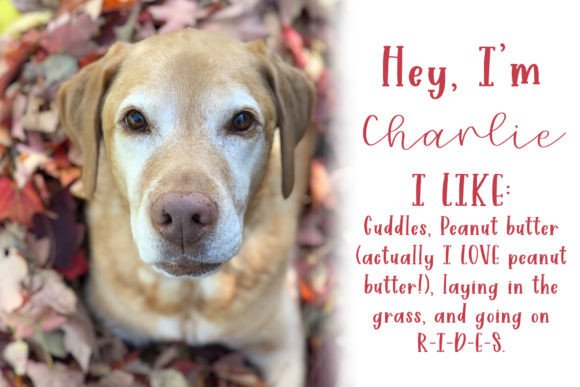 Charlie Marley Font - Image 2