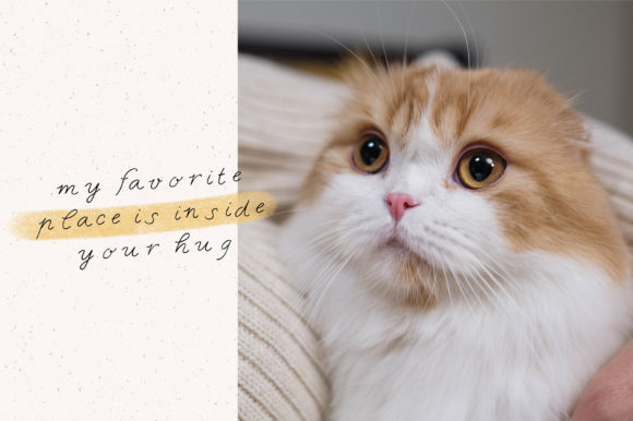 Funny Cat Font - Image 7