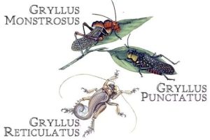 Alternative view of Greko Roman Old Style Font