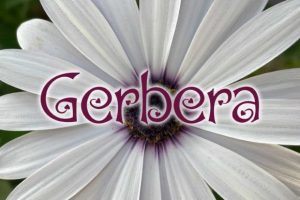 Alternative view of Kupido Font