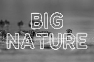 Alternative view of Lucky Outline Font